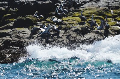 Turtle swimming in sea