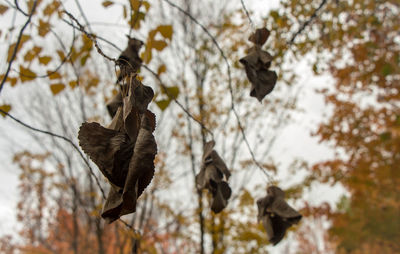 Low angle view of bird flying over dry leaves