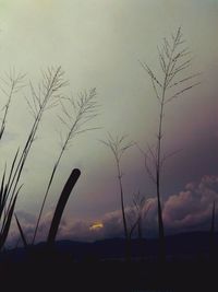 Low angle view of silhouette plants against cloudy sky