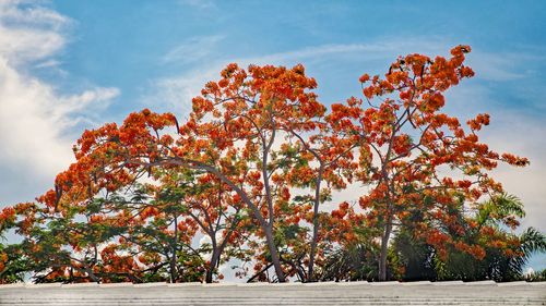 Low angle view of flowering tree against sky during autumn