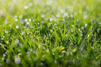 Close-up of dew drops on grass