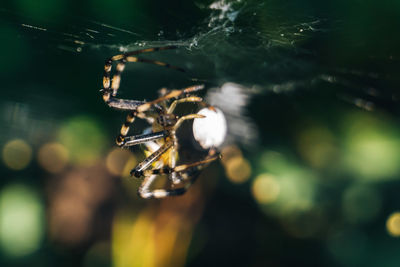 Close-up of spider on web