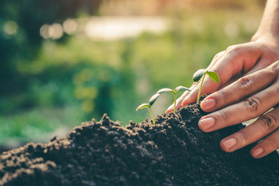 Cropped hand planting in garden