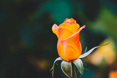 Close-up of orange rose against blurred background