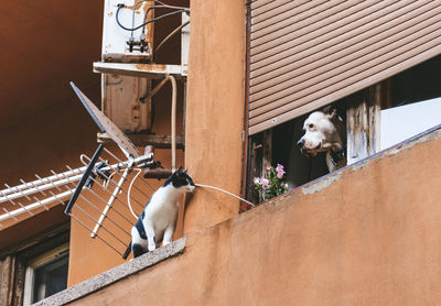Cat and dog on balcony of apartment. residential, apartment building, pets.