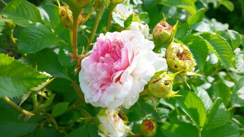 Close-up of pink roses