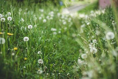 Close-up of dew on grassy field