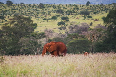 Horses grazing in a field