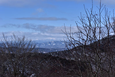 Bare trees against sky during winter