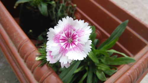 Close-up high angle view of flower
