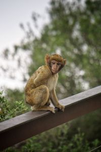 Monkey relaxing on railing