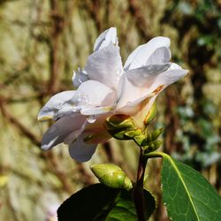 Close-up of flower against blurred background