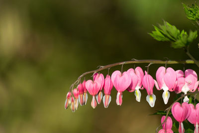 Close-up of pink flowers