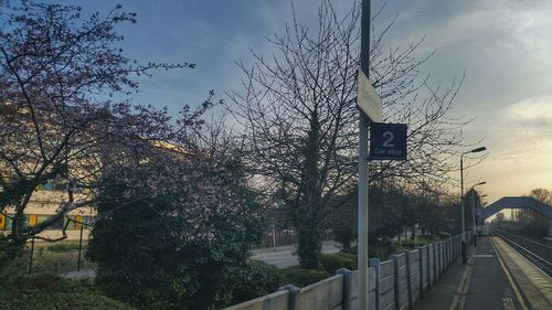 Street light and trees against sky