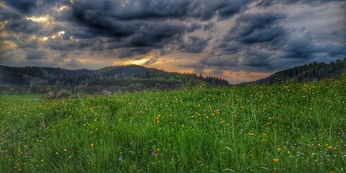 Scenic view of field against sky during sunset