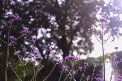 Close-up of purple flowers blooming outdoors