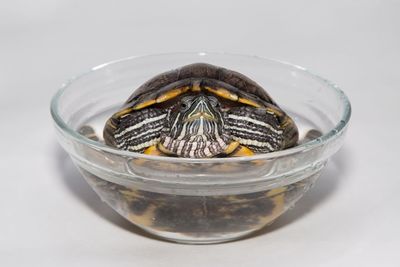 Close-up of snake in glass bowl