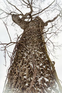 Low angle view of bare tree against sky