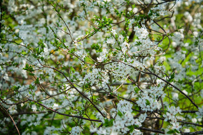 Low angle view of cherry blossom tree