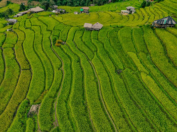 Scenic view of agricultural field