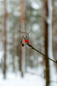 Red rowan berry on twig in blurred winter snowy forest. vertical natural pine tree background.