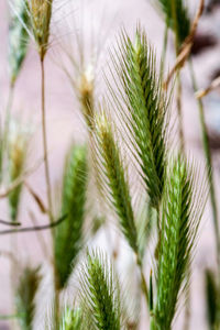 Close-up of pine tree