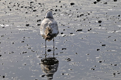 Bird in water