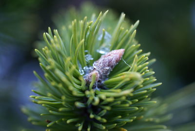 Close-up of plant during winter