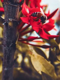 Close-up of red flowering plant