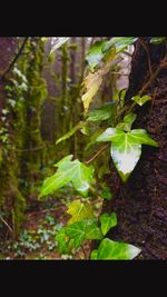 Close-up of ivy growing on tree in forest