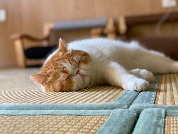 Close-up of a cat sleeping