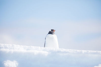 Low angle view of penguin standing on snow against sky