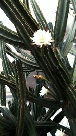 Close-up of white flowers