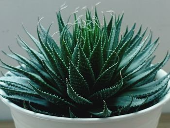 Close-up of succulent plant