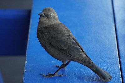 Close-up of bird perching