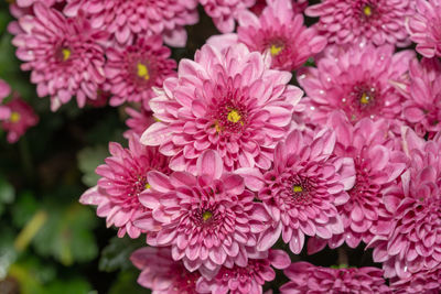 Beautiful chrysanthemum flowers, closeup chrysanthemum for background.