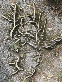 High angle view of animal skull on snow