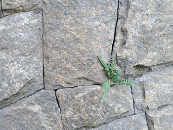 High angle view of insect on rock