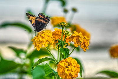 Close-up of butterfly on yellow flower