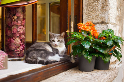 A cat lies on a window near a flower in a pot in the village of saint-paul-de-vence in southern