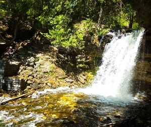 Scenic view of waterfall in forest