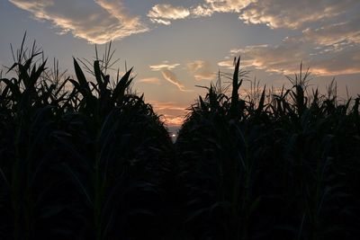 Silhouette plants growing on field against sky during sunset