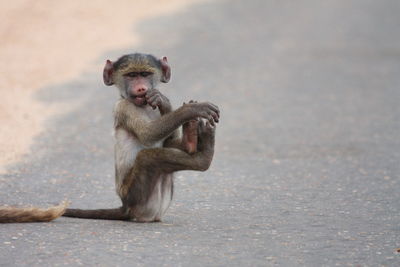 Side view portrait of infant monkey sitting on road