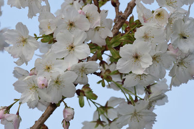 Close up of cherry blossom 