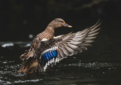 Close-up of bird flying over lake