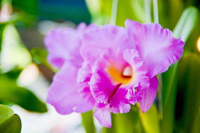 Close-up of flowers blooming outdoors