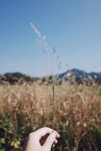 Close-up of hand holding plant against sky