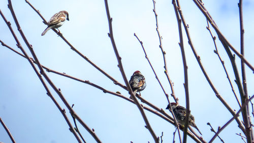 Low angle view of birds perching on branch against sky