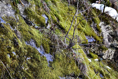 Close-up of moss growing on rock in forest