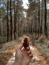 Cropped hand of woman holding pine cone in forest